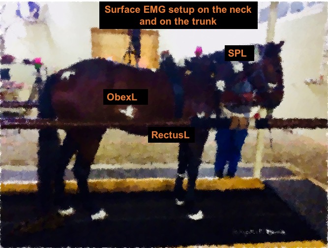 Horse with sEMG sensors
